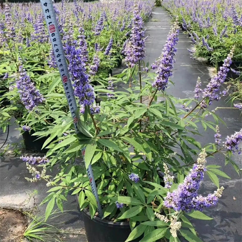 穗花牡荆 盆栽 花海花镜花坛观赏性配植 庭院园林绿化工程苗木