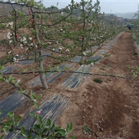 山东黑色果园防草布厂家 蔬菜大棚花椒地用防草布 防草园艺地布