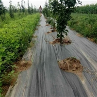 山西省苹果树地防草布厂家 定制 大棚蔬菜园艺除草地布 药材种植盖草布