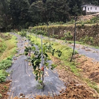 天津果园防草布报价 石榴园专用园艺防草布 苗木栽培除草地布价格