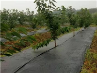 黑色防草编织地布工厂生产/吐鲁番盖草布/1.2米果园防草布