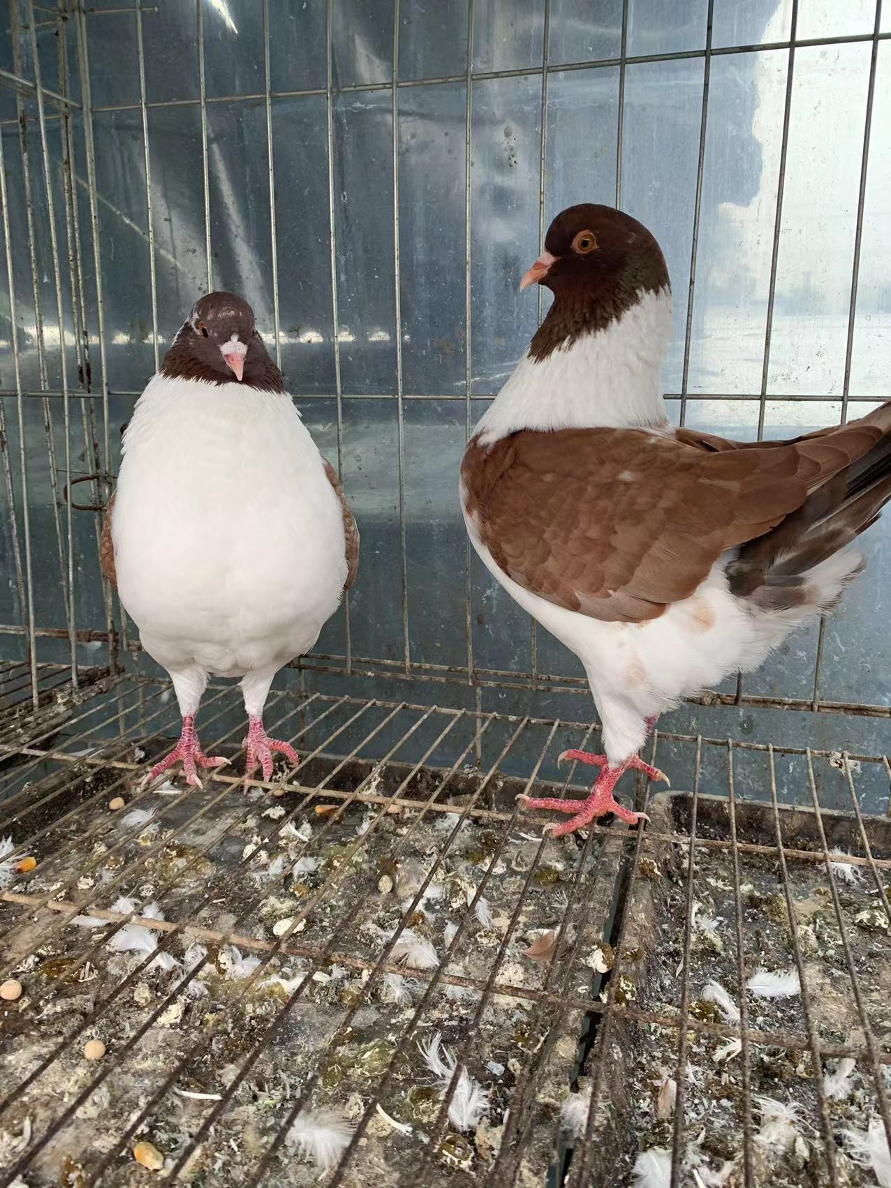 元宝鸽今年价格,重的元宝鸽,纯种元宝鸽山东元宝鸽