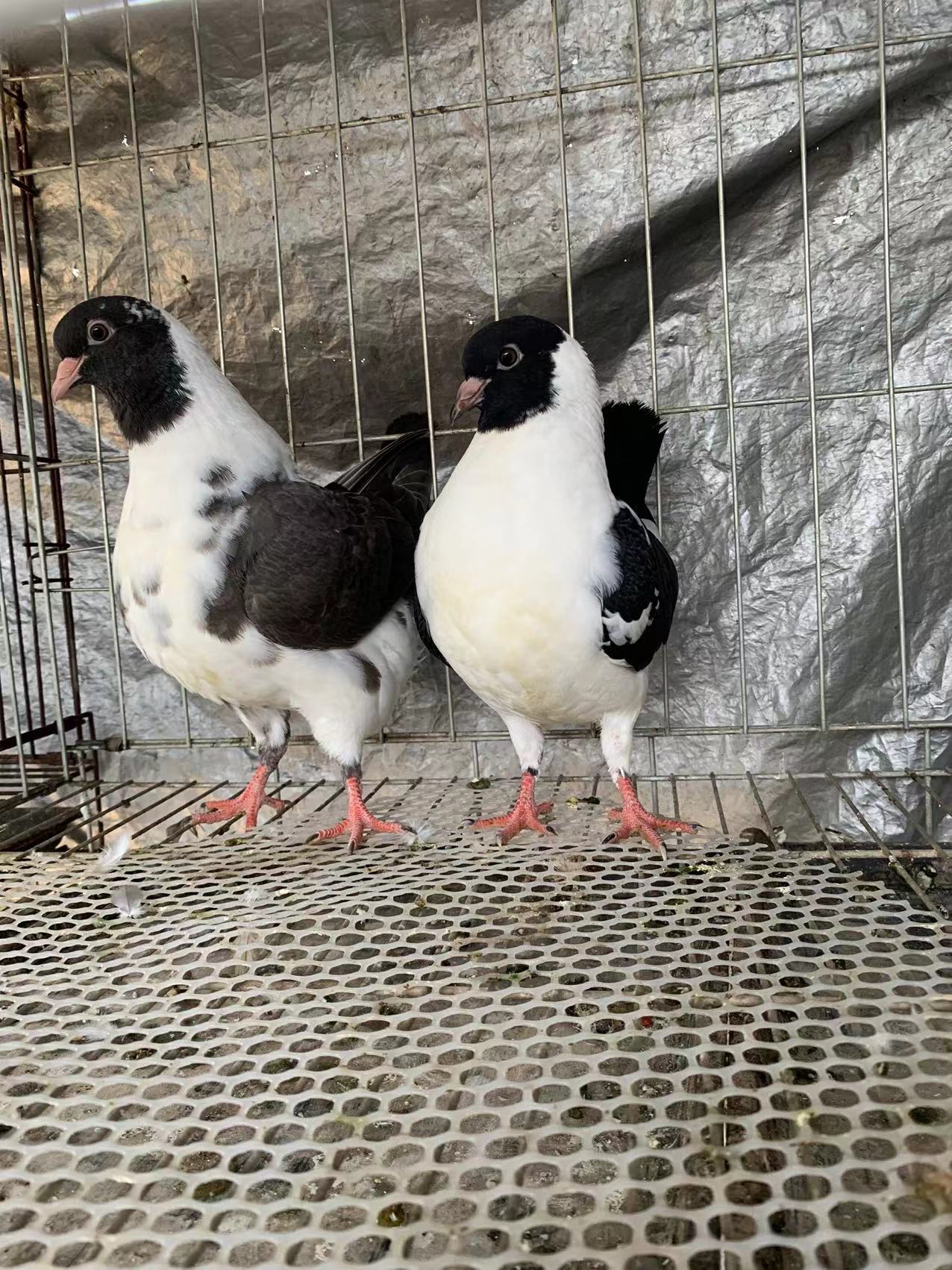 重庆养殖场元宝鸽种鸽肉鸽养殖场