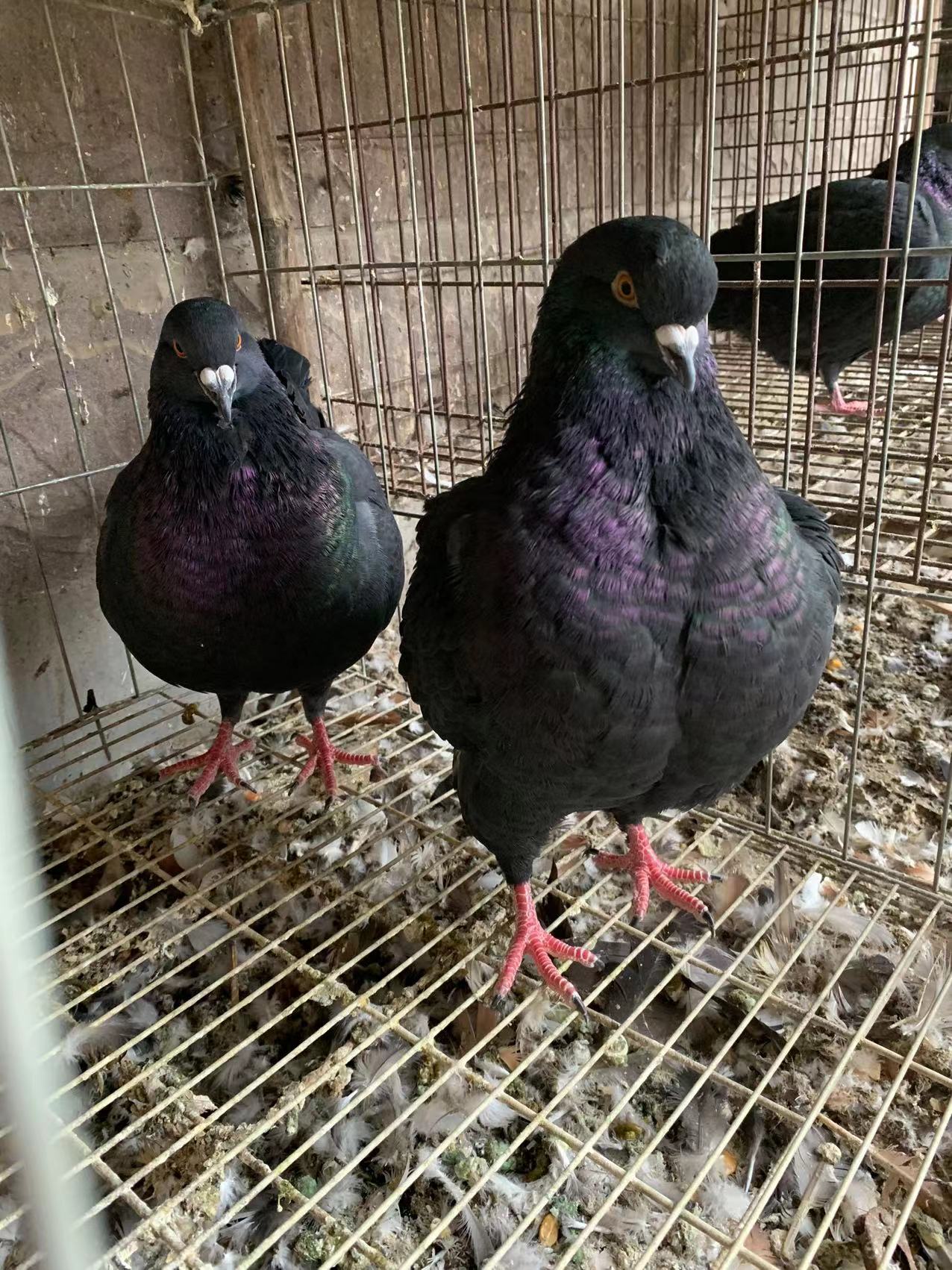 诚实守信,不弄虚作假,不夸大宣传观赏鸽产品的品质, 是本场的经商道德