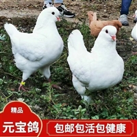 北京养殖元宝鸽种鸽元宝鸽养殖