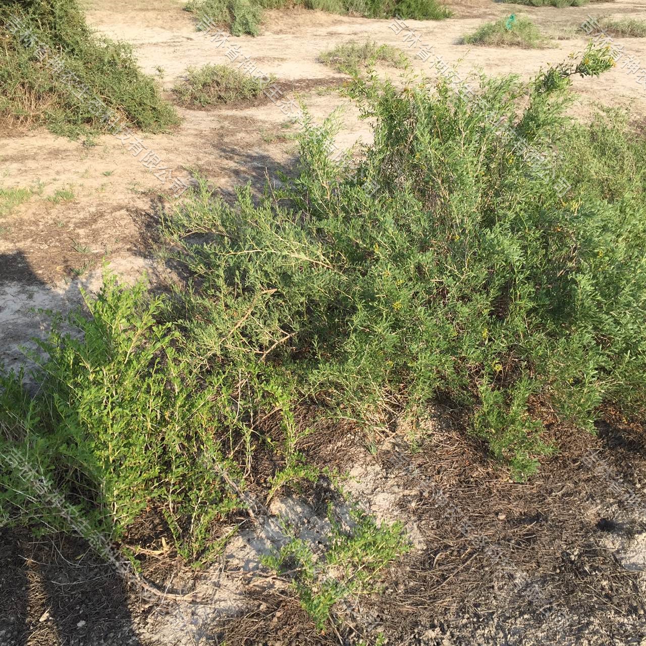 供应碱地治理白刺苗批发 大型白刺育苗基地 50公分高白刺苗批发