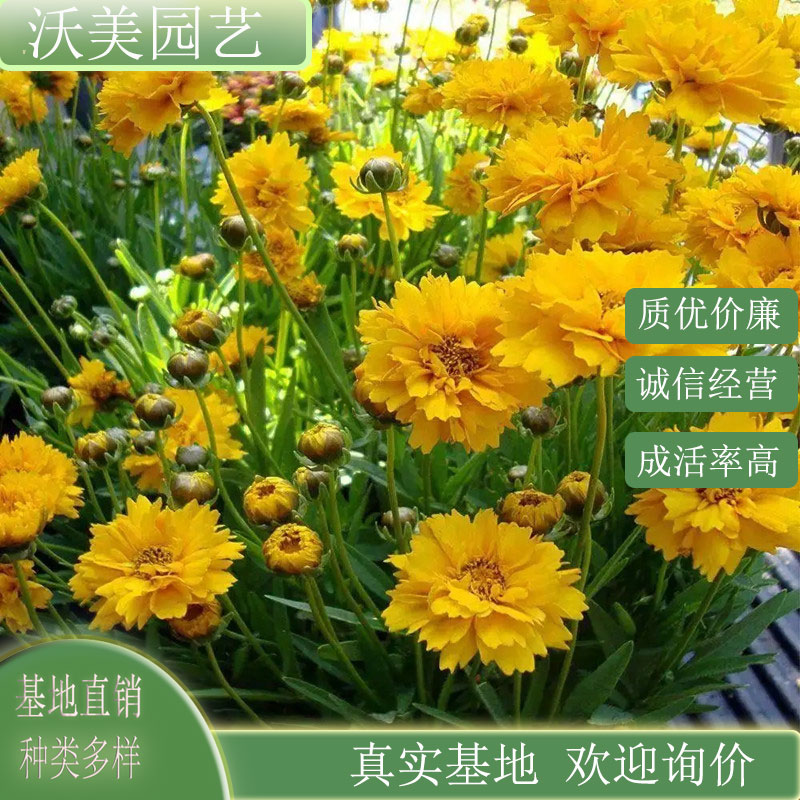 常绿萱草 金娃娃 地被绿化草花工程苗公路旁小区园林庭院美化花卉