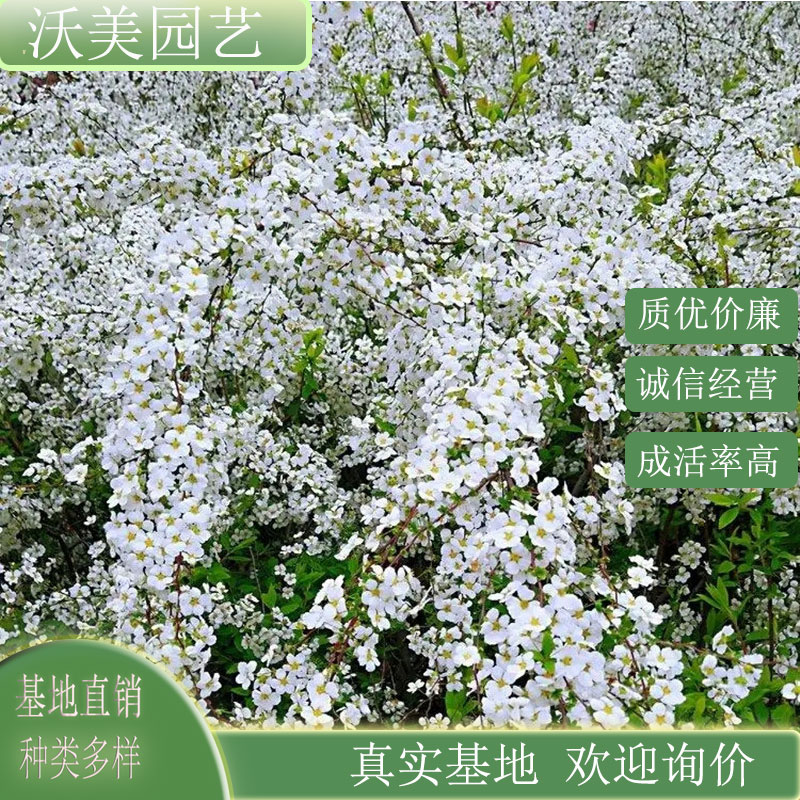 喷雪花 庭院小区公园绿化栽植苗 市政园林道路观赏造景花卉