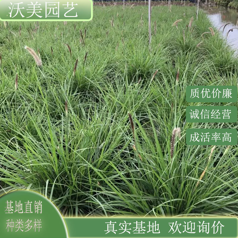金红羽狼尾草 园林绿化工程苗 花坛花镜观赏草 庭院小区绿化植物