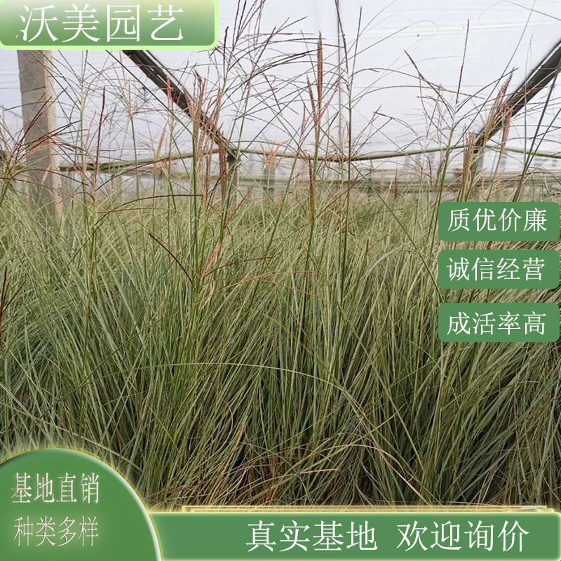 晨光芒 河道造景绿化工程苗 园林道路工程观赏种植 庭院小区栽植