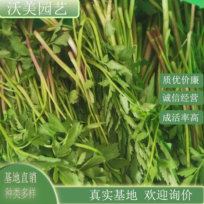 水芹 公园河道湿地绿化苗 池塘河道造景绿化工程 规格齐全