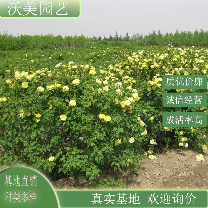 迎春 黄刺玫 小区园林绿植种植 庭院公园观赏花卉 花坛花镜盆栽