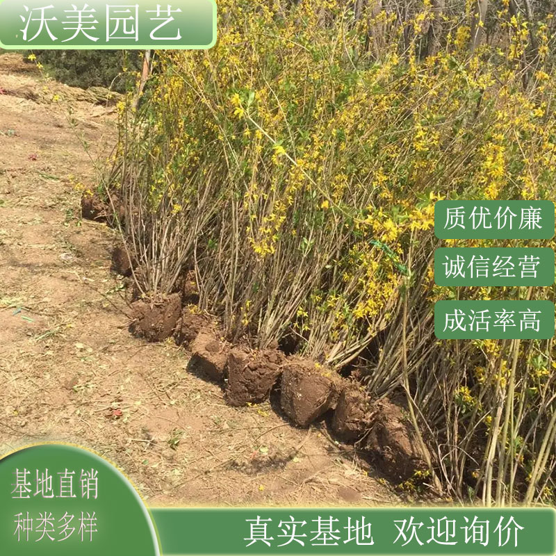 出售地径1.2公分连翘 早春开花黄色单瓣 市政园林绿化 道路观赏苗