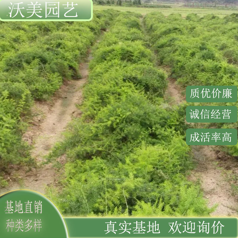 天门冬 盆景盆栽 花镜绿化工程苗 公园小区道路绿化造景用