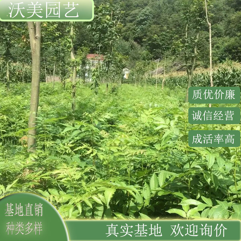 青钱柳 庭院小区公园造景绿化工程苗 市政园林观赏造景草