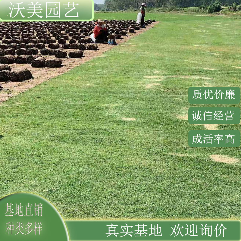 百慕大草坪草 固坡护土 公园跑道绿化工程铺地苗 绿化护坡草皮
