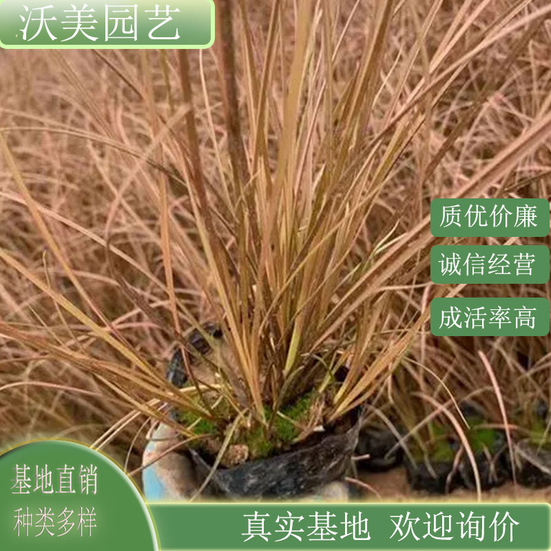 棕榈叶苔草 多年生草本 护土故坡配植草 景区园林绿化工程苗