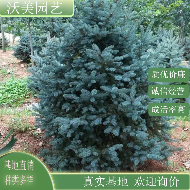 蓝冰柏 景区园林行道树小区公园绿化工程苗 庭院道路种植观赏