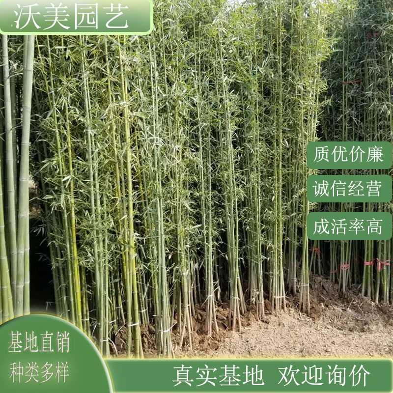 紫竹 护坡固土 公园小区道路行道树 庭院园林道路观赏绿化工程苗