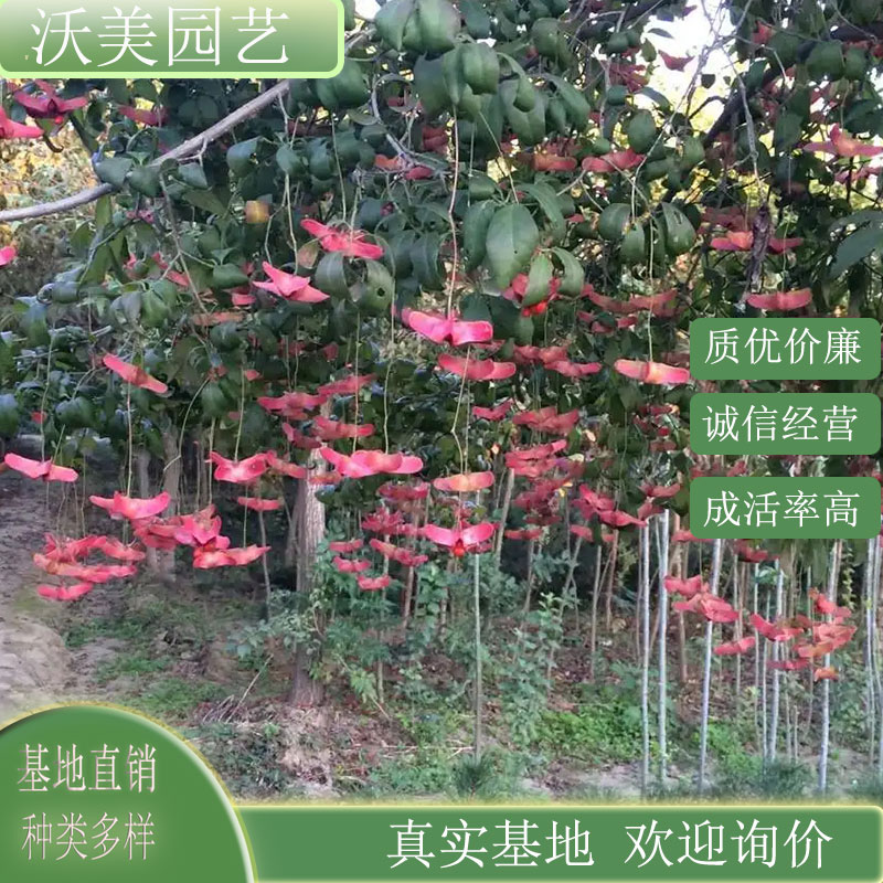 金丝吊蝴蝶 庭院小区行道风景树 市政园林公园绿化工程花卉