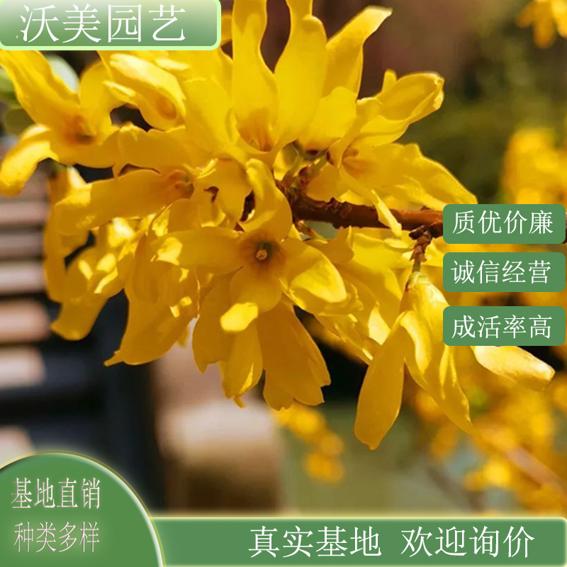 基地供应 金钟花 花坛花境布置 园林景区公园 市政道路绿化工程苗