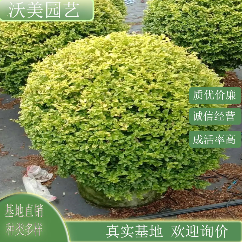 苗圃直供变色女贞 城市小区道路绿化工程种植庭院小区观赏工程苗