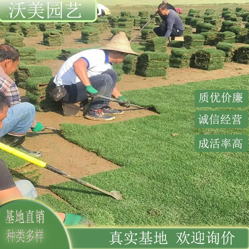 马尼拉草坪草皮 园林绿化草地草皮 护坡固土道路绿化工程造景用