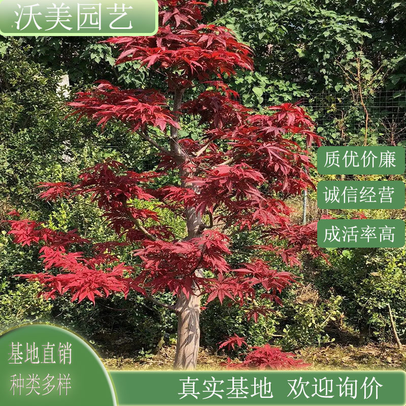 日本红舞姬红枫 园林景区风景行道树市政公园道路绿化工程苗