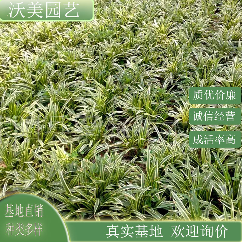 金边麦冬 盆景盆栽苗 花坛花镜绿化带种植庭院小区公园观赏花卉