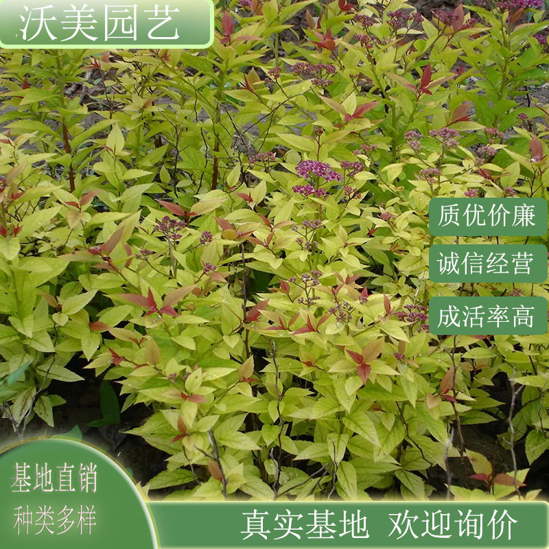 金焰绣线菊 花坛花镜盆栽苗 庭院小区园林观赏绿化工程绿化植物