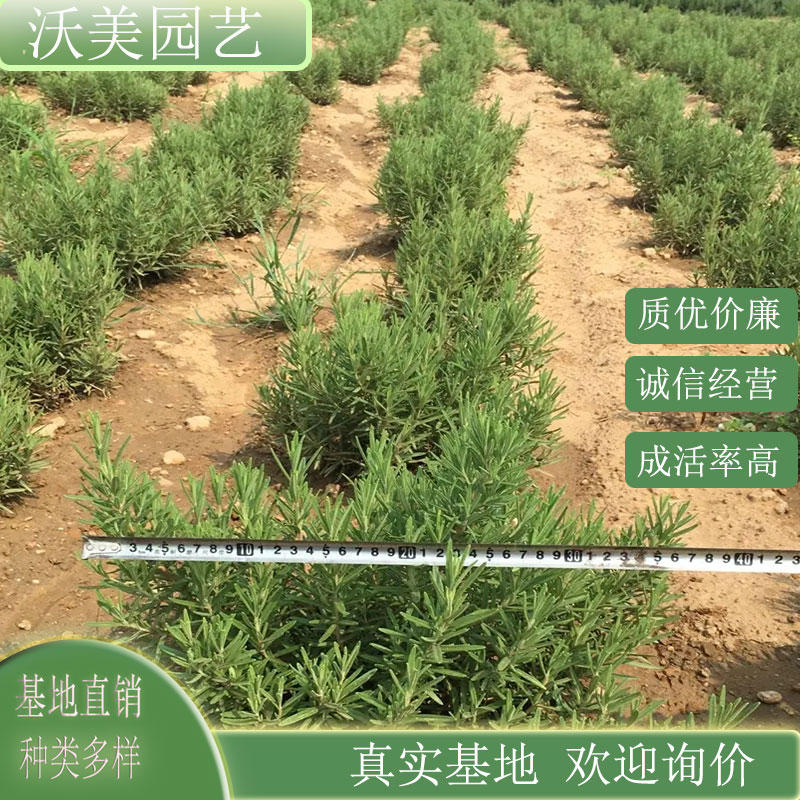 迷迭香 小区庭院公园栽植绿化工程苗盆栽盆景花坛花镜租摆布置