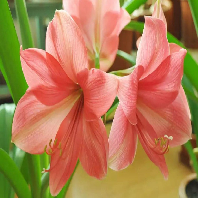 朱顶红别名对红 华胃兰 盆栽 花坛花镜花海地被植物 园林绿化工程苗木