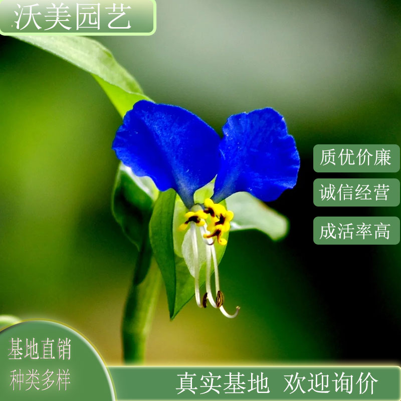 鸭跖草 阳台盆景盆栽苗 园林小区公园观赏 草花坛花镜配植 地被护坡