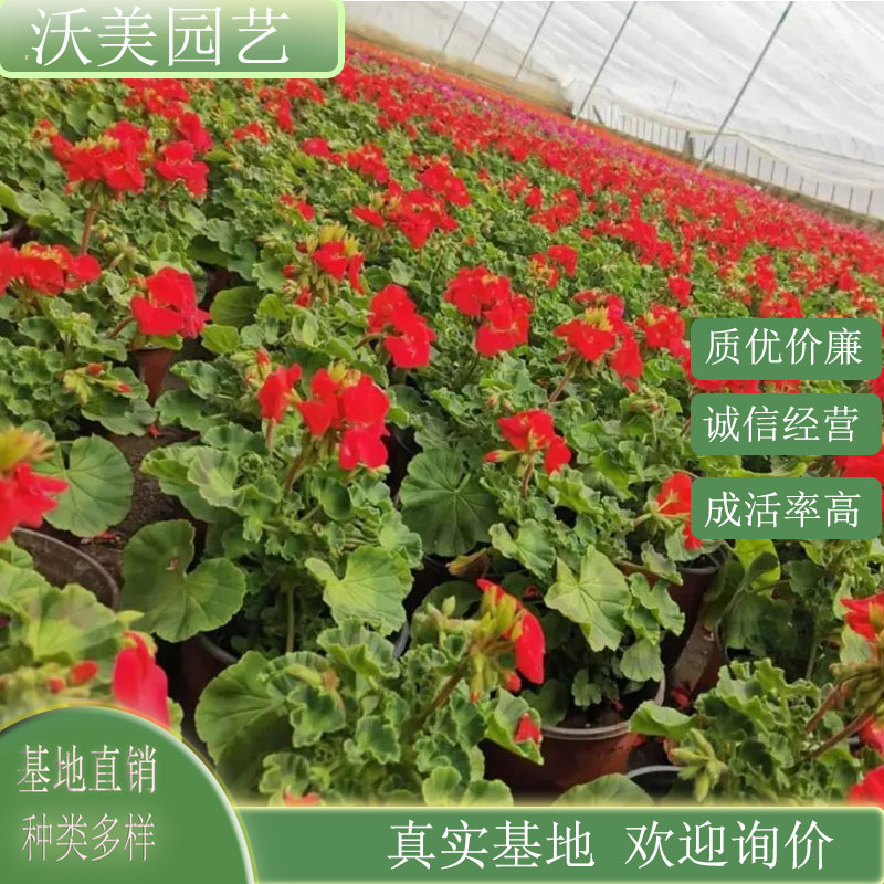 天竺葵 盆景盆栽苗花坛花镜租摆用 小区庭院公园绿化工程种植花卉