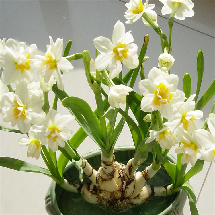 水仙观花植物 花海打造阳台盆景盆栽小区庭院公园绿化工程种植