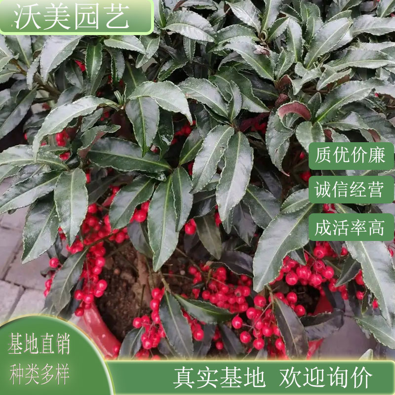 紫金牛 地栽盆栽苗地被园林小区公园绿化工程苗 庭院别墅道路种植