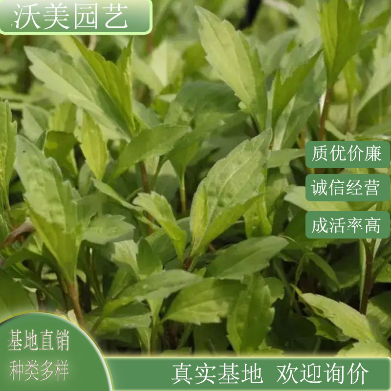 马兰头 庭院小区园林地被植物护坡绿化工程苗 盆景盆栽绿植