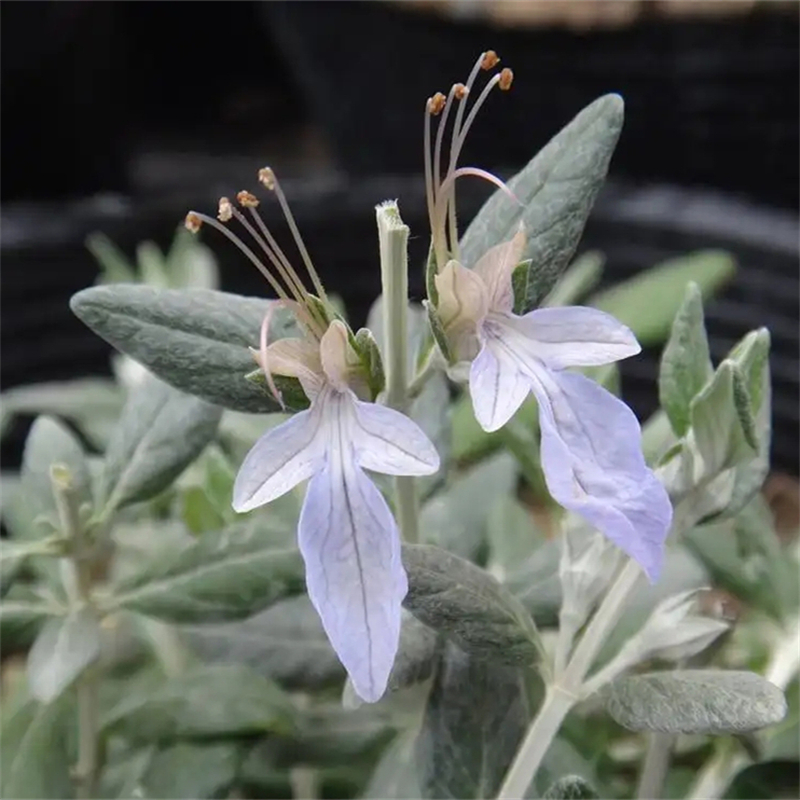 水果篮别名银香科科 水果兰 花坛花镜阳台观赏 庭院园林绿化工程苗木