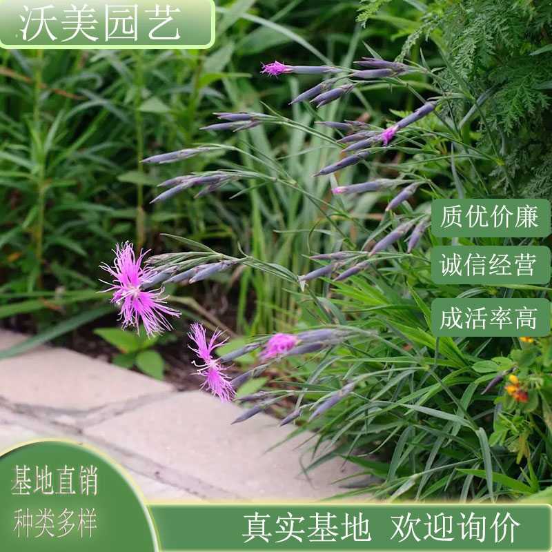 瞿麦 花坛花镜布景小区园林庭院公园绿化工程种植草花造景绿植