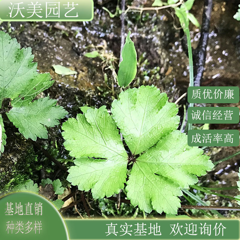 鸭脚板 盆景盆栽 庭院小区园林公园绿化工程苗 地被护坡草