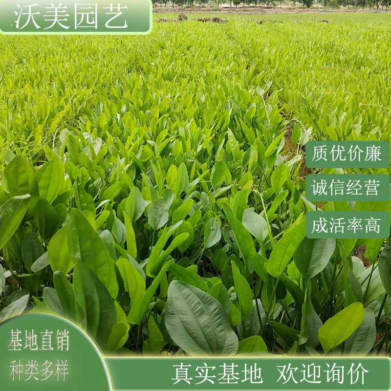 泽泻 河道池塘绿化工程苗 净化水质园林景区水体观赏种植草花