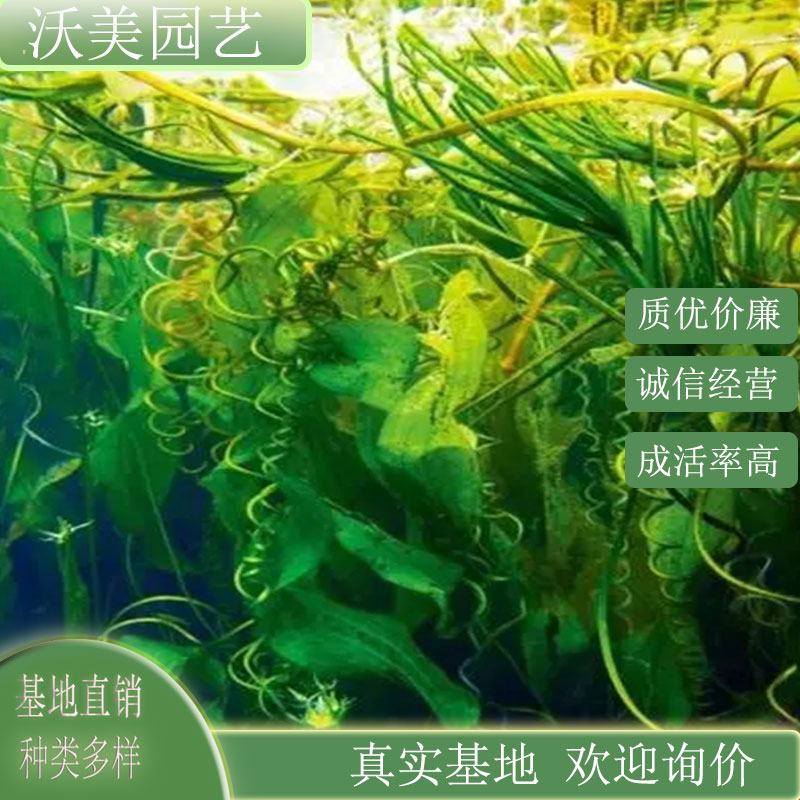 海菜花 水体池塘河道湿地绿化工程苗庭院小区盆栽苗花坛地被草花