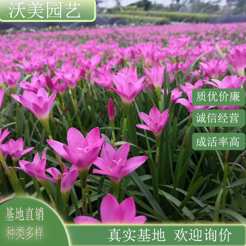 韭兰 小区庭院公园绿化种植苗 市政园林道路观赏草花盆景盆栽