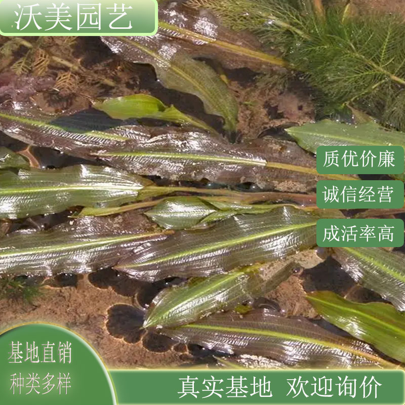 竹叶眼子菜 园林河道水体绿化工程草 鱼缸造景用 水生配植苗
