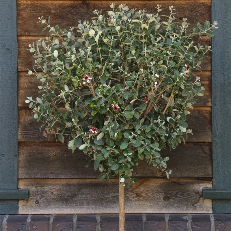 基地供应 菲油果棒棒型 道路 公园 庭院小区色块孤植绿化工程苗