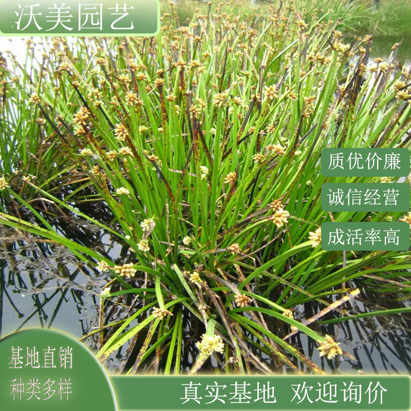 水毛花 景区园林造景栽植苗 小区庭院河道工程绿化种植草花