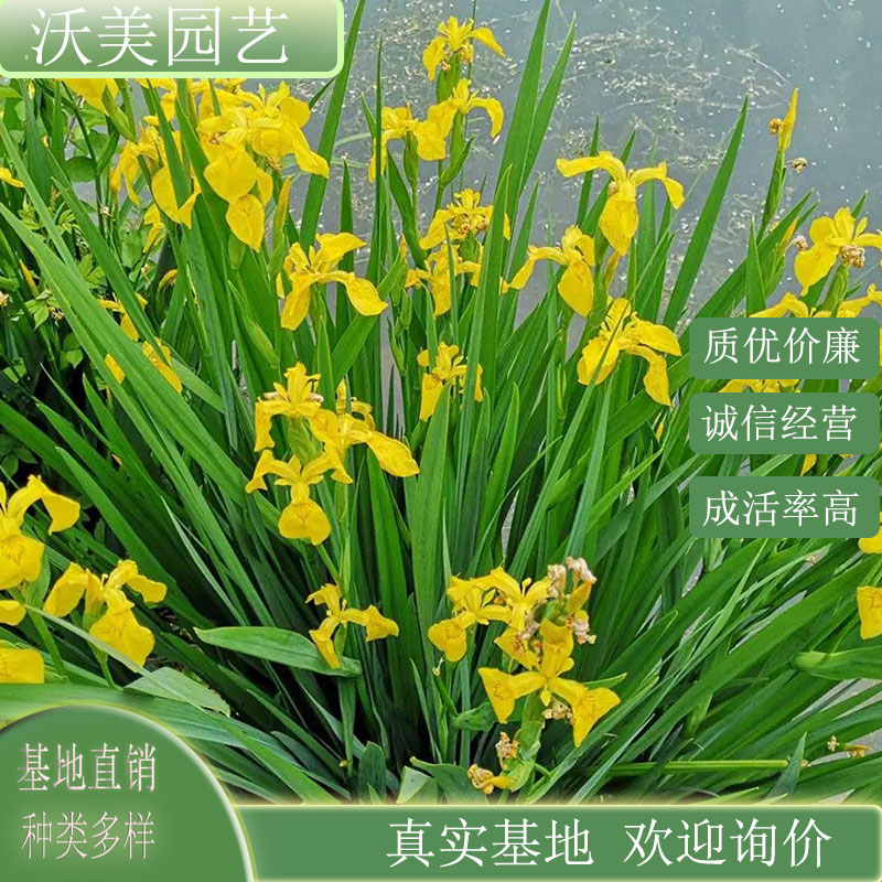 水生鸢尾 水生植物 河道小区池塘边 绿化工程种植苗 庭院公园栽植