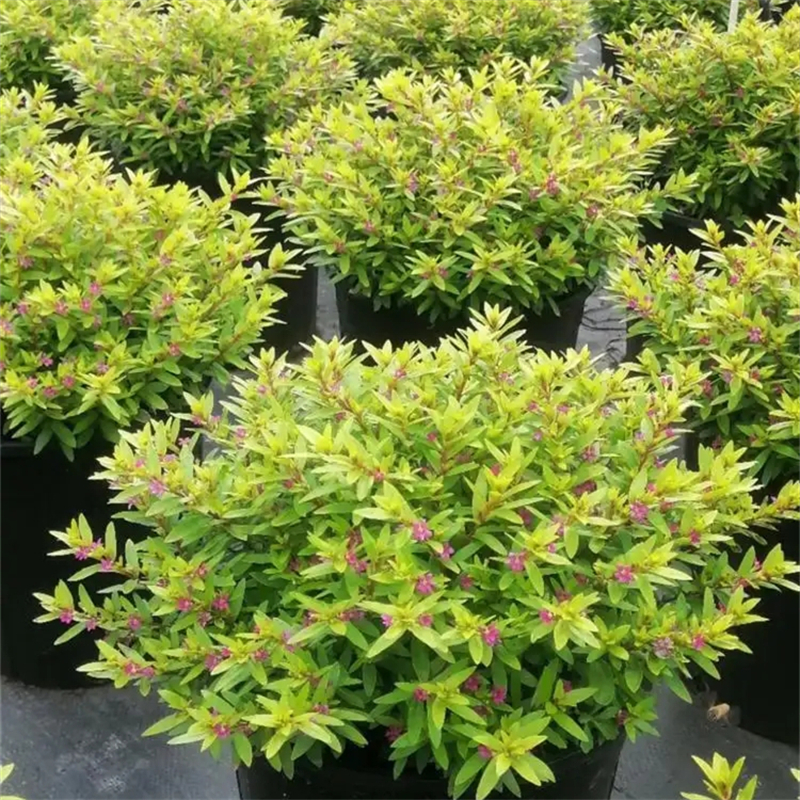 基地供应 金叶满天星盆栽小苗 花坛花镜花海观赏性植物 庭院绿化工程苗木