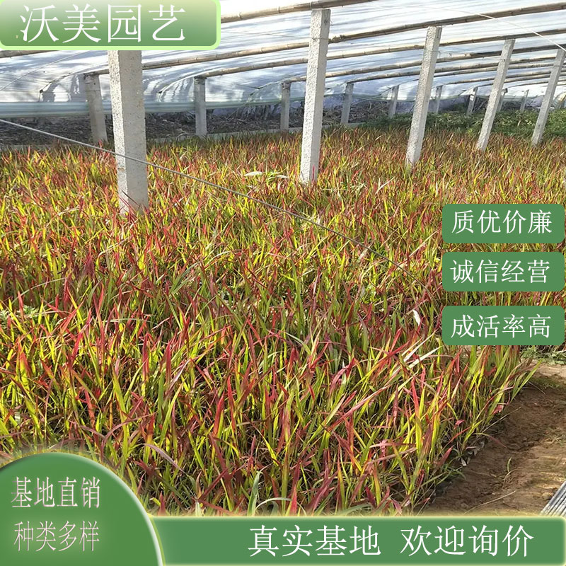 日本血草 多年生草本植物庭院公园小区绿化工程苗园林观赏种植