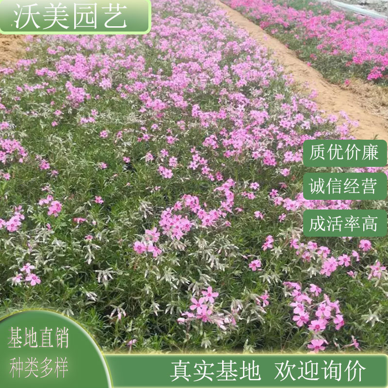 福禄考 花海打造阳台庭院小区租摆种植花卉 市政园林观赏草花
